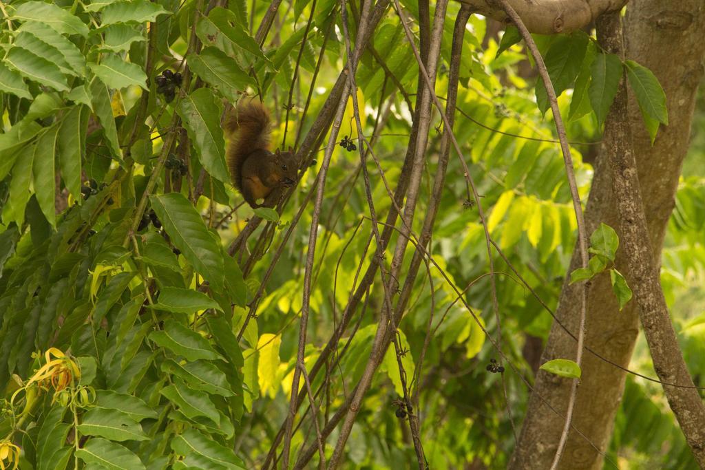 Finca Exotica Eco Lodge Carate Eksteriør billede